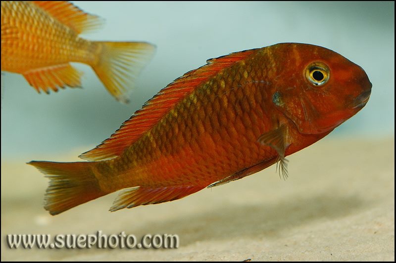 Tropheus sp. 'red' Ndole Bay